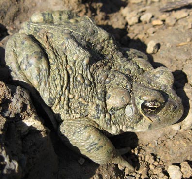 Western Toad